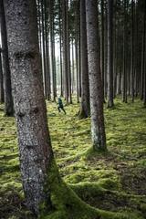 A small child running between trees in a thick forest.